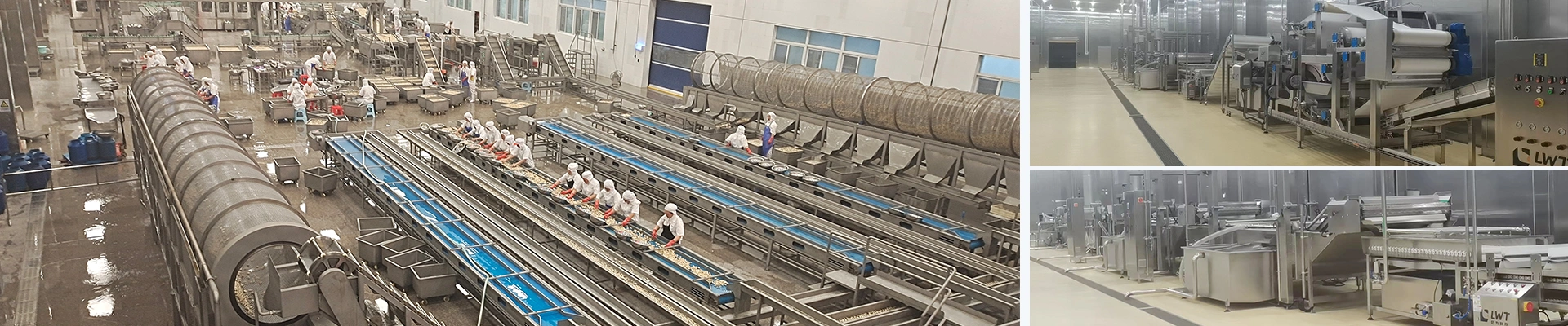 Línea de producción de champiñones enlatados